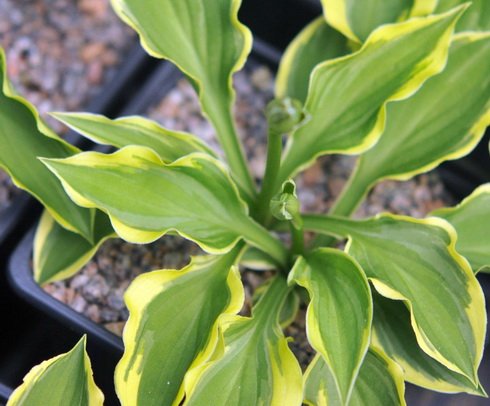 miniature with green foliage and yellow variegation