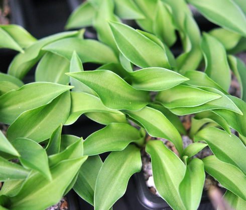 Dwarf with creamy-green variegated leaves.