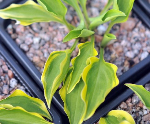 Green foliage and bright yellow variegation