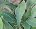 Blue-green foliage on nice compact plants.
