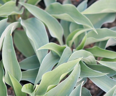 Pale blue lanceolate foliage