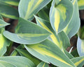Nice blue foliage with a creamy yellow central variegation.