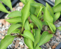 Tiny green leaved hosta