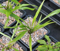 Narrow rich green foliage
