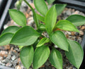 Tiny rich green leaves.