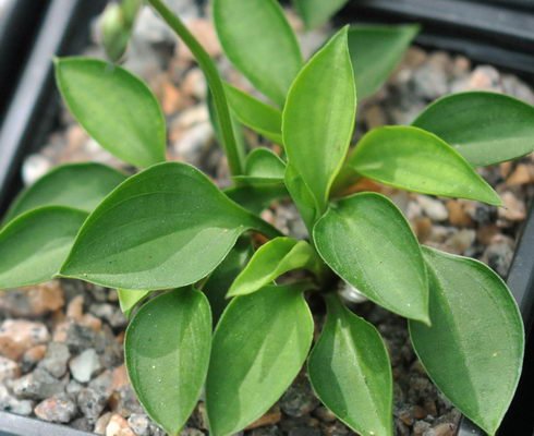Tiny rich green leaves.