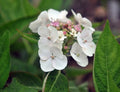 Good sized white flowers