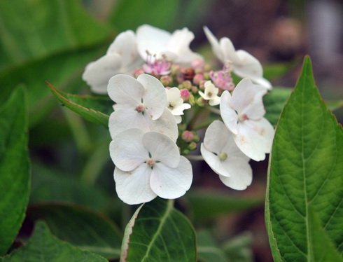 Good sized white flowers