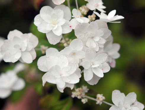 Gorgeous double pure white flowers