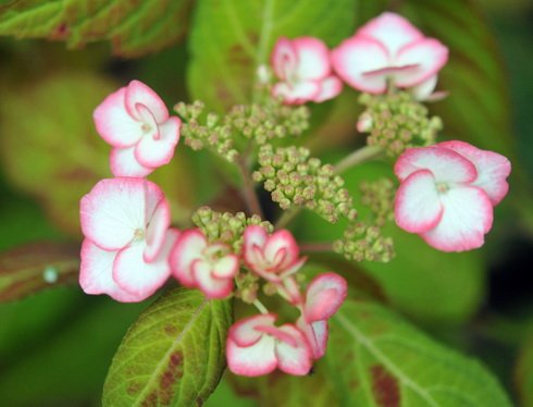 Good sized mid pink and white flowers
