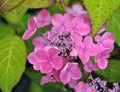 Good sized mid pink flowers. flowers