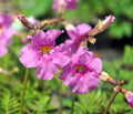 Lovely big bright pink flowers.