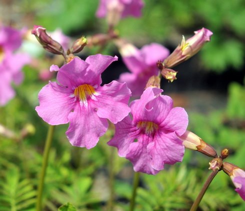 Lovely big bright pink flowers.