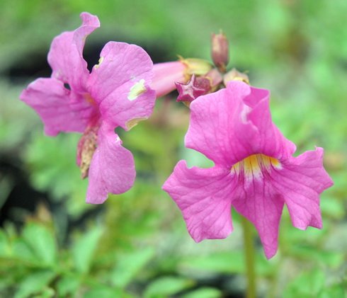 Really big pink flowers over pinnate foliage