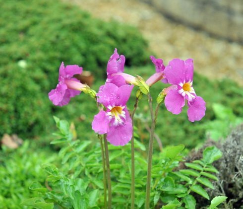 Really big pink flowers over pinnate foliage