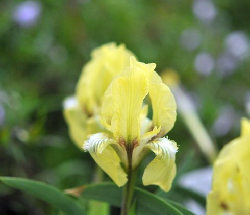 Nice pale lemon yellow flowers