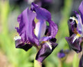 Rich purple flowers with white honey marks
