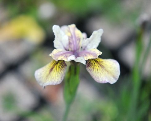 Big flowers with creamy petals and purple veining