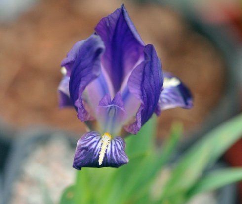 Rich purple flowers on short stems