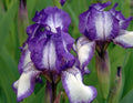 Contrasty blue and white flowers
