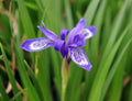 Lovely rich purple flowers and linear rich green foliage.