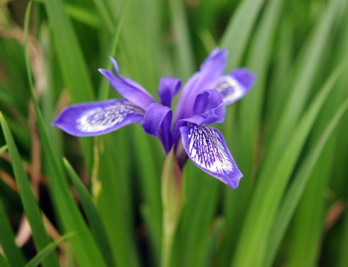Lovely rich purple flowers and linear rich green foliage.