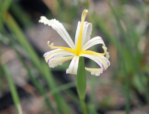 Creamy yellow flowers with narrow petals