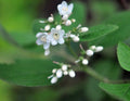 Clean white hydrangea-like flowers over soft green foliage.