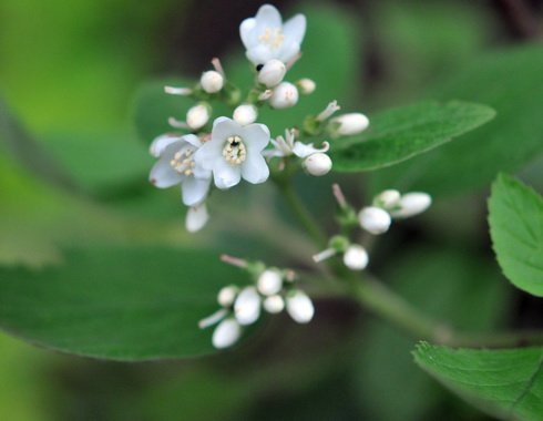 Clean white hydrangea-like flowers over soft green foliage.