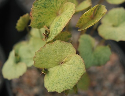 Creamy mottled green rounded foliage