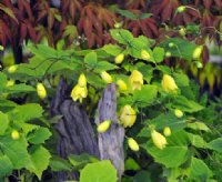 Kirengeshoma palmata