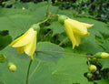 Rich yellow thick petalled flowers in early autumn