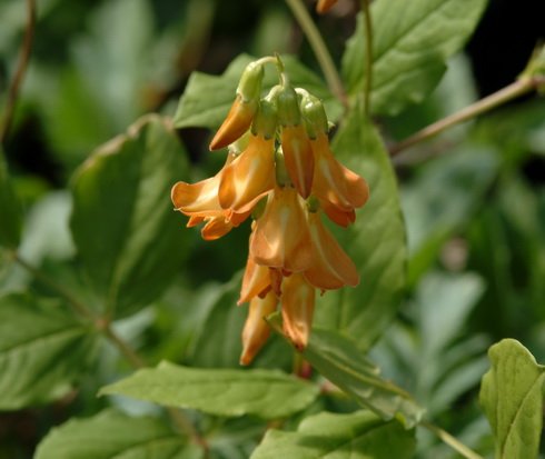Orange and yellow lipped flowers in bunches
