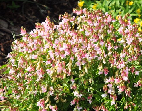 Attractive pea-like flowers of a pink and white colour in spring.