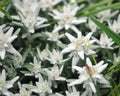 fluffy white flowers in flatenned heads