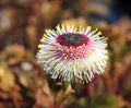 Yellow compound flowers and bronzey foliage.