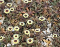 Leptinella dendyi