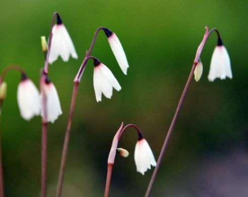 Lovely little white nodding flowers in two's above grassy foliage.
