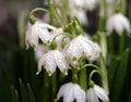 Crisp white flowers with green tips.
