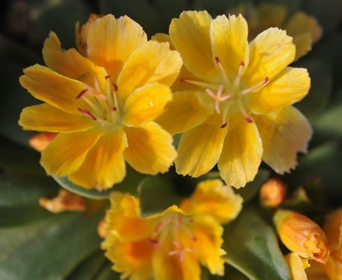 Yellow daisy like flowers