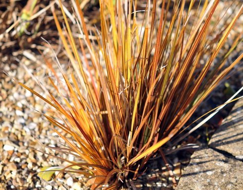 Attractive yellow and green foliage.
