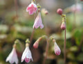 Numerous palest pink nodding tubular flowers.