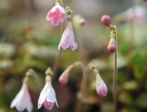 Numerous palest pink nodding tubular flowers.