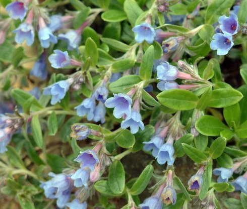 Pale blue flowers over silvery green foliage.