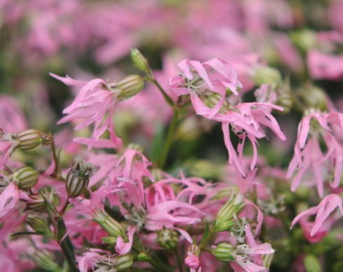 Small pink ragged robin flowers