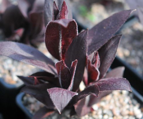 Rich ruby red foliage