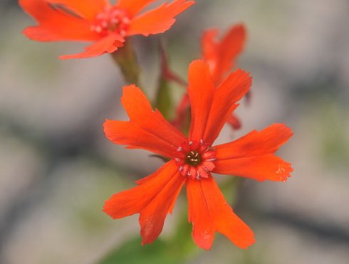 Rich ruby red foliage