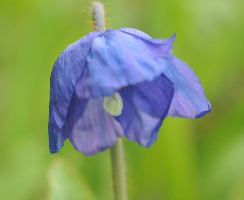 Impressive rich blue poppy like flowers