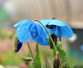Excellent blue poppy like flowers with yellow stamens