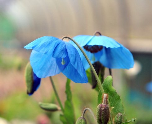 Excellent blue poppy like flowers with yellow stamens